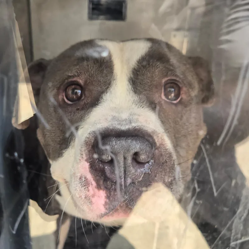 An adult medium-sized male White / Cream Pit Bull Terrier dog named Champ for adoption in Philadelphia, PA