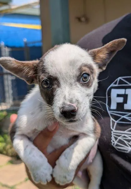 An adult small-sized male Shepherd dog named Kimchi for adoption in Mansfield, TX