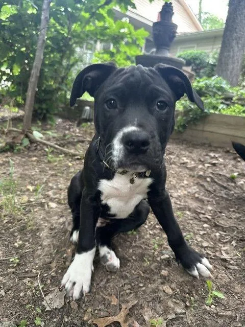 A young medium-sized male Labrador Retriever dog named Wilson for adoption in Herndon, VA