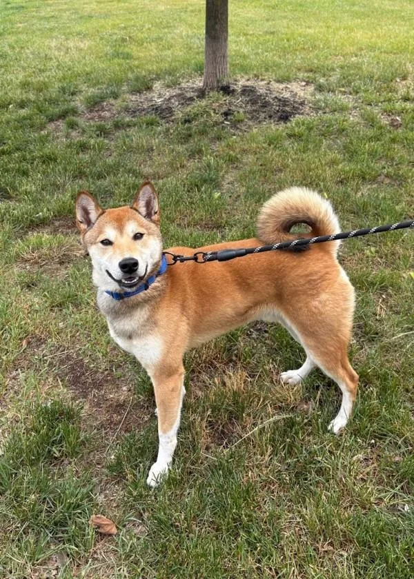 A young medium-sized male Shiba Inu dog named Kona for adoption in Skillman, NJ
