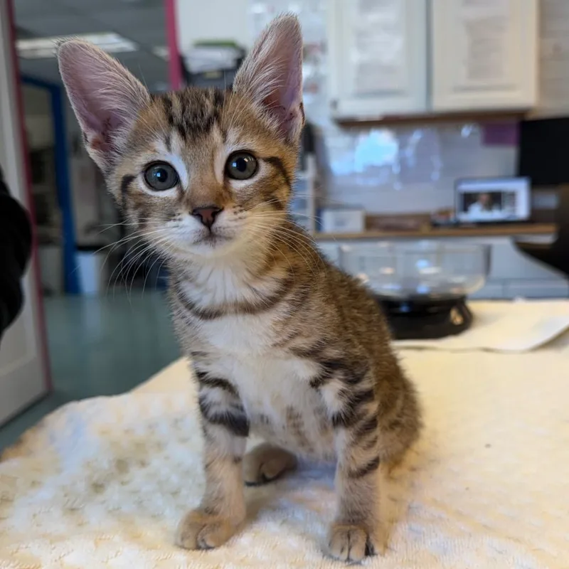 A baby small-sized female Brown / Chocolate Domestic Short Hair cat named Reblochon for adoption in Austin, TX