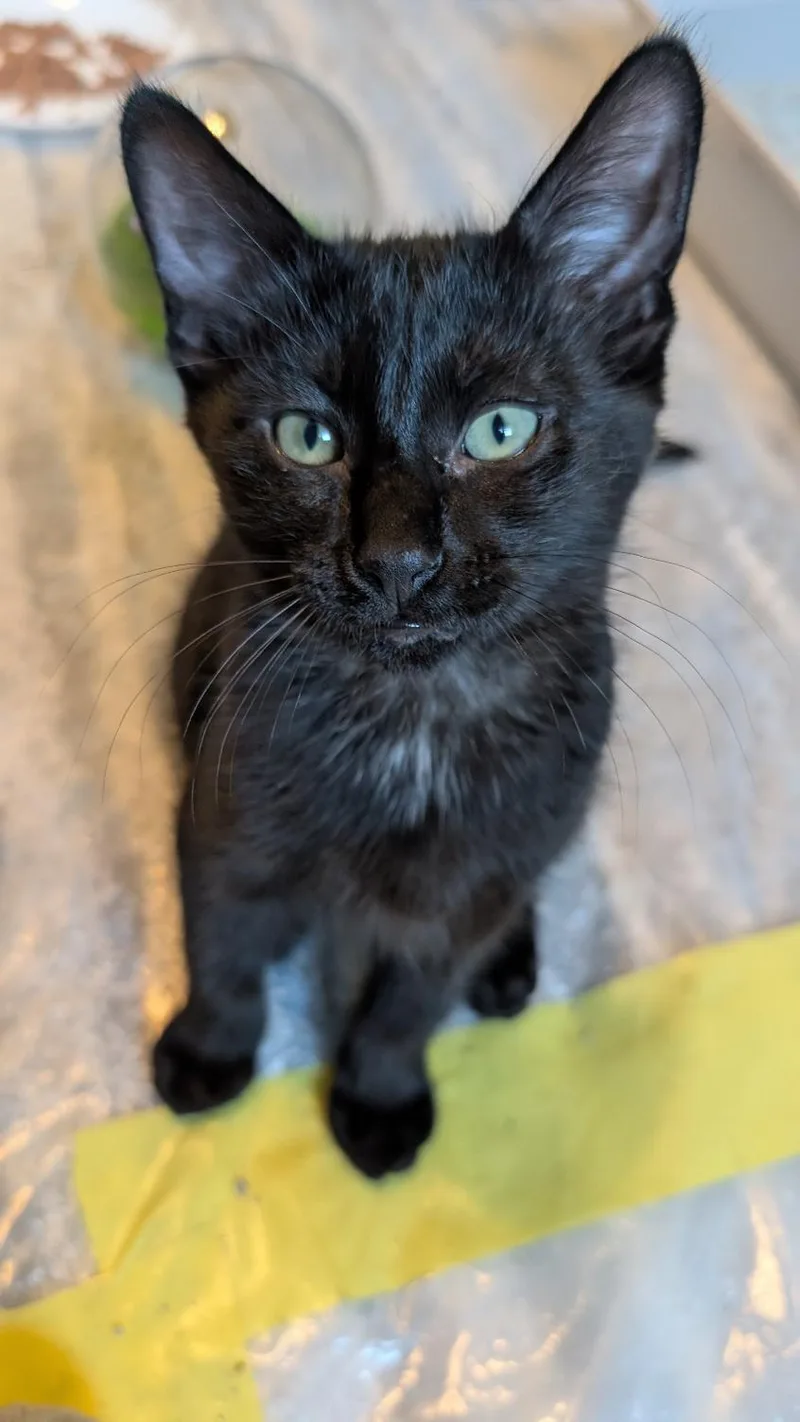 A baby medium-sized female Black Domestic Short Hair cat named Eir for adoption in Joliet, IL