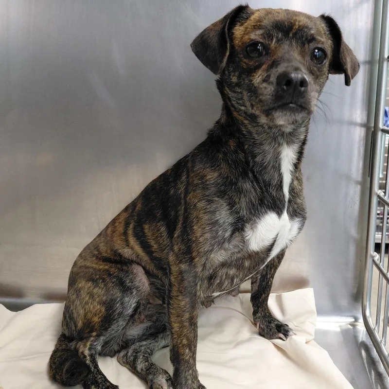 An adult small-sized female Black Chihuahua dog named Lola for adoption in Philadelphia, PA