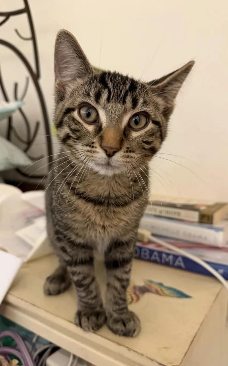 A baby small-sized female Domestic Short Hair cat named Niko for adoption in Lockport, IL
