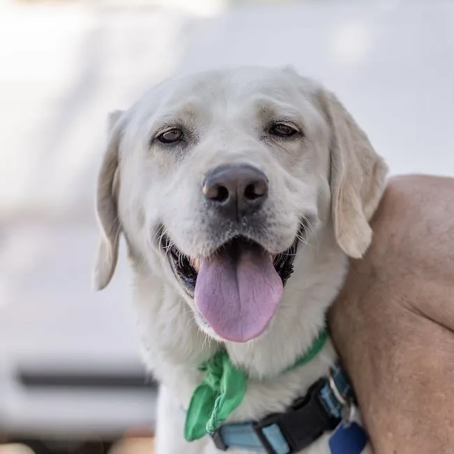 An adult large-sized male Labrador Retriever dog named Caleb for adoption in San Diego, CA