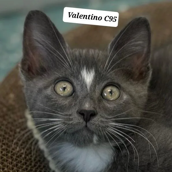 A baby medium-sized male Gray / Blue / Silver Domestic Medium Hair cat named Valentino for adoption in Morganton, NC