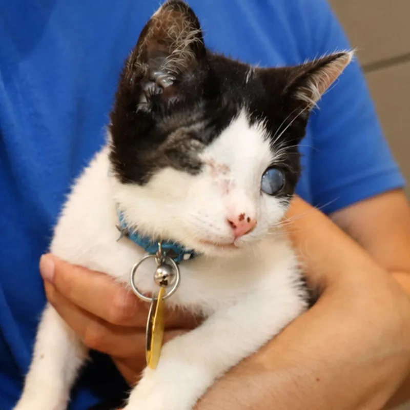 A baby small-sized male Domestic Short Hair cat named Odysseus for adoption in Port Washington, NY