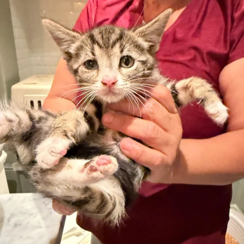 A baby small-sized male White Domestic Short Hair cat named Sand Tart for adoption in Pacific Palisades, CA