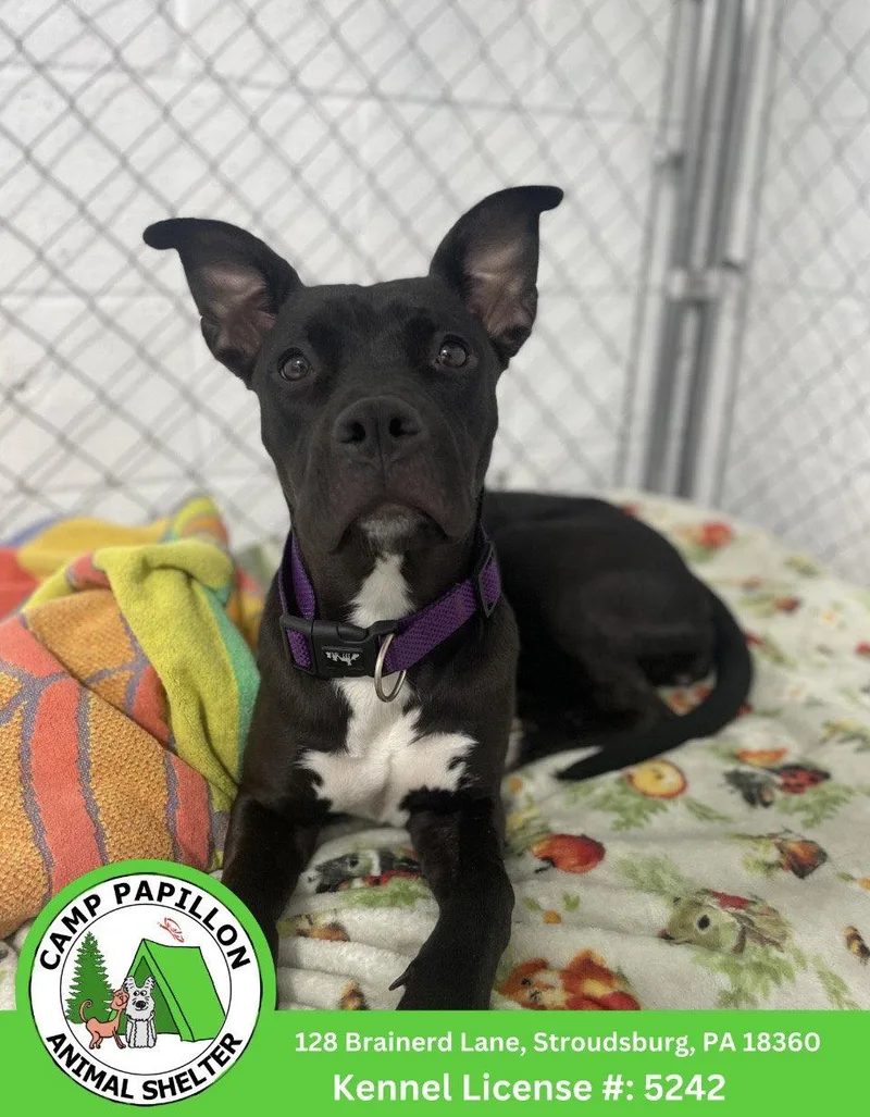 A young medium-sized female Pit Bull Terrier dog named Mandy for adoption in Stroudsburg, PA