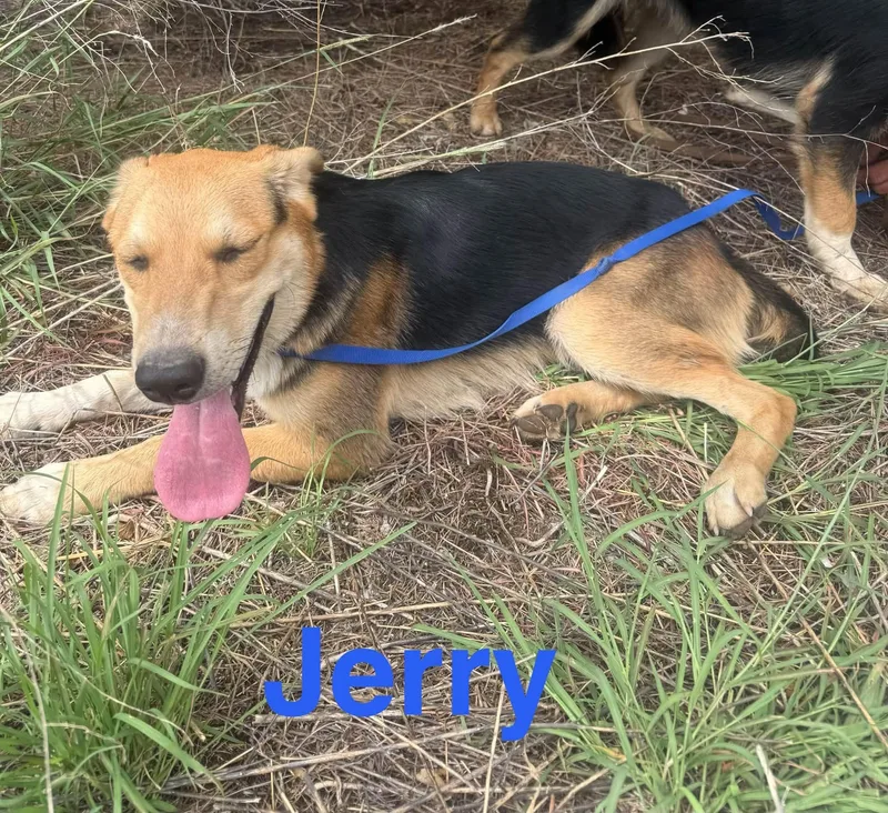 A young medium-sized male Shepherd dog named Jerry for adoption in Ulysses, KS