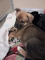 A baby medium-sized male German Shepherd Dog dog named Gaston for adoption in Dodgeville, WI