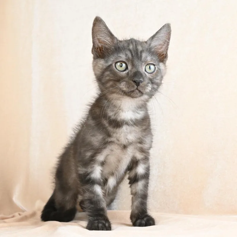A baby small-sized male Tortoiseshell Domestic Medium Hair cat named Percival for adoption in Mobile, AL