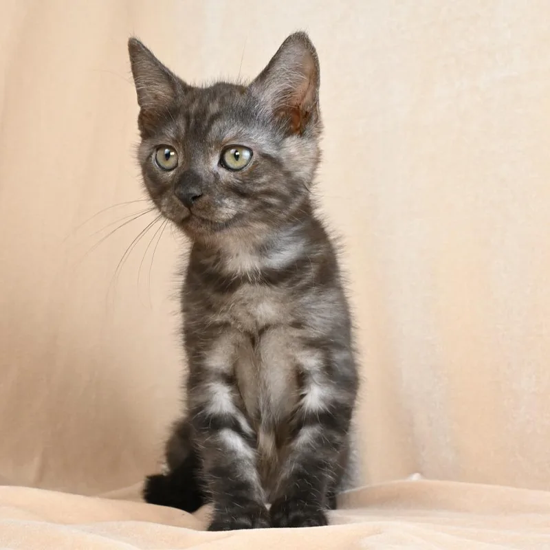 Percival thumbnail 3