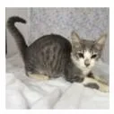 A baby small-sized male Gray / Blue / Silver Domestic Short Hair cat named Phantom for adoption in Tampa, FL