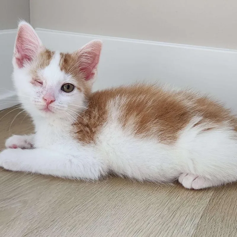 A baby small-sized male Orange & White Domestic Short Hair cat named Squintin Tarantino for adoption in Cleveland Heights, OH