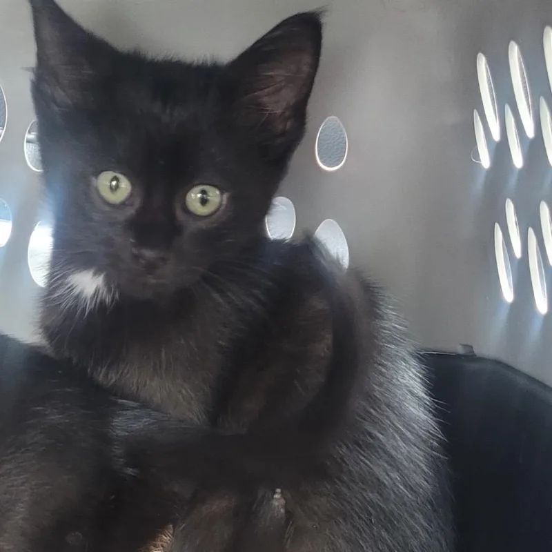 A baby small-sized male Black Domestic Short Hair cat named Macrame for adoption in Buffalo, MN