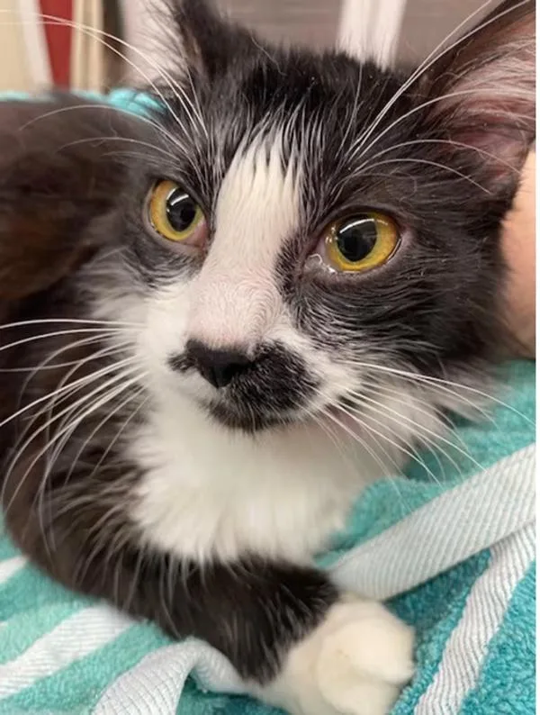 An adult medium-sized female Domestic Long Hair cat named Pistachio for adoption in Stratham, NH