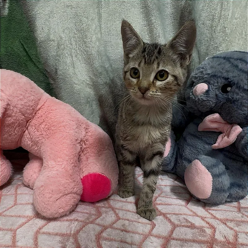 A baby small-sized female Gray / Blue / Silver Domestic Short Hair cat named Moth for adoption in Deerfield, IL
