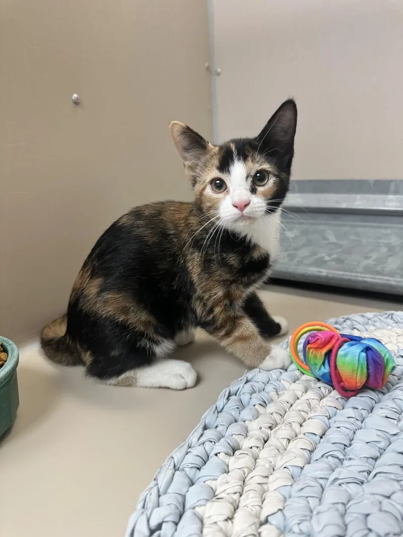 A young medium-sized female Domestic Short Hair cat named 61954538 for adoption in Elko, NV