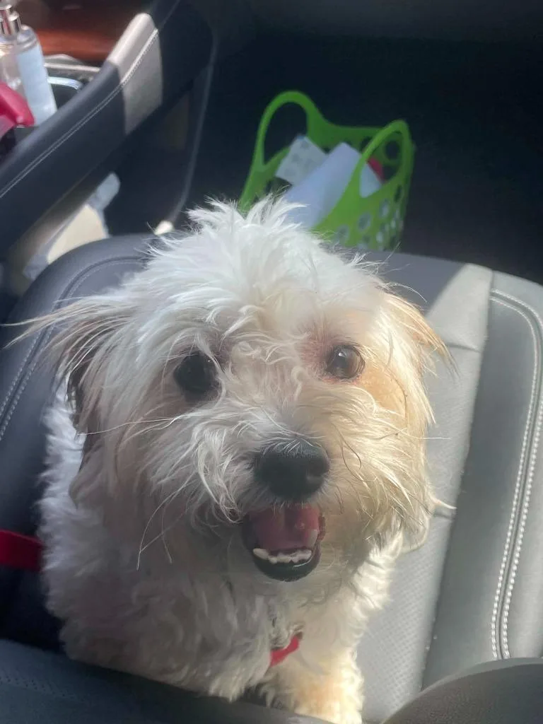 A senior small-sized female Terrier dog named Pepparoni for adoption in Hamilton, OH