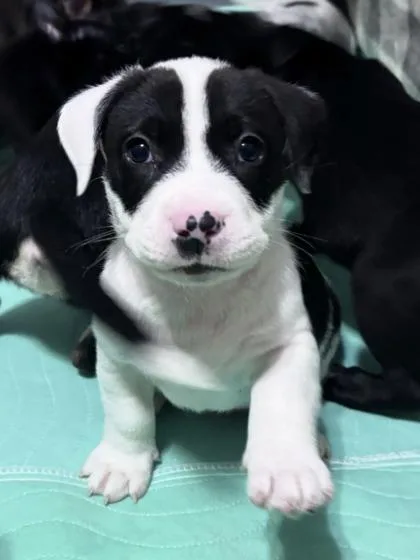 A baby small-sized male Mixed Breed dog named Glucose for adoption in Chamblee, GA