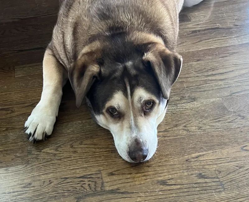 A senior large-sized male Black Husky dog named Drake for adoption in Petaluma, CA