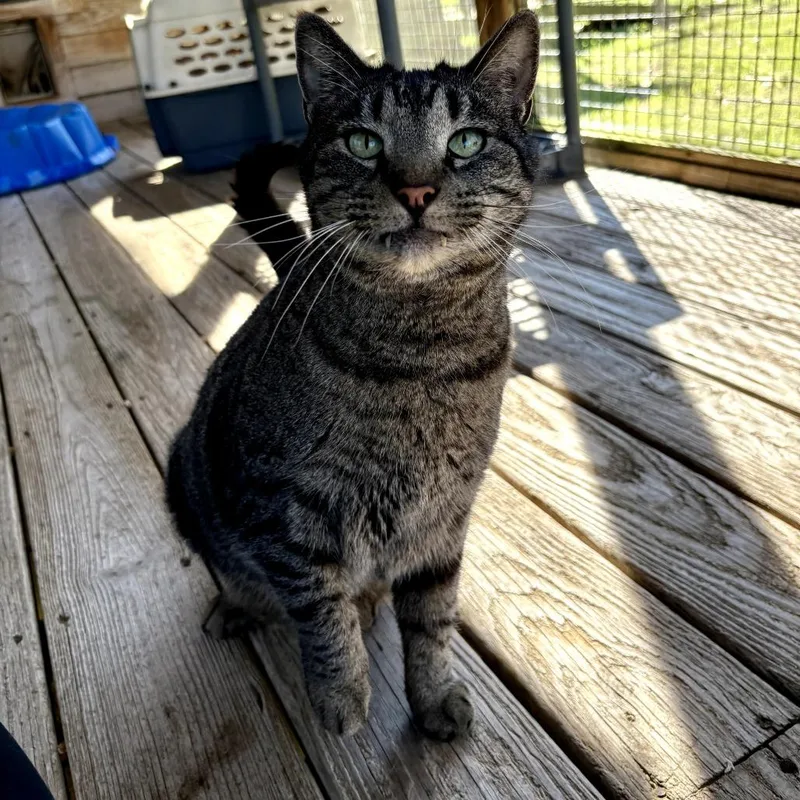 A senior small-sized male Brown / Chocolate Domestic Short Hair cat named Raff for adoption in Tylertown, MS