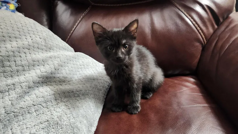 A baby medium-sized male American Shorthair cat named Bruce for adoption in Roanoke, AL