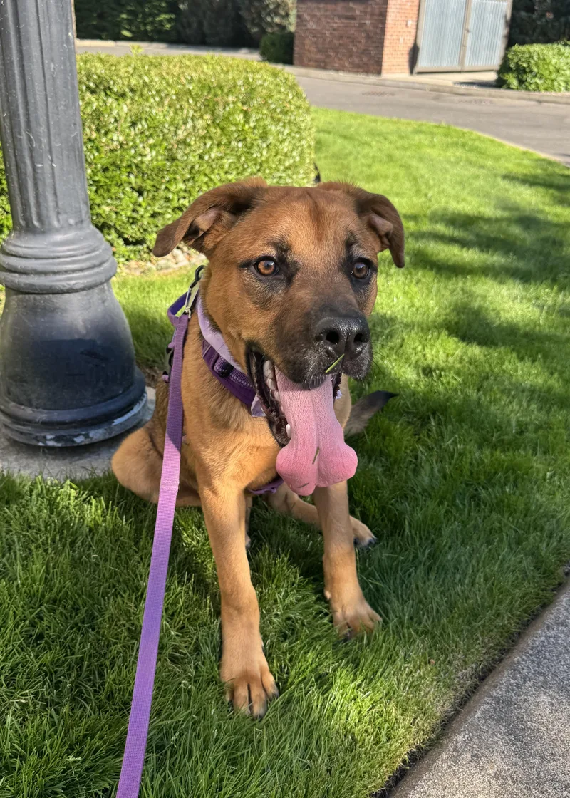 Ginger thumbnail 5