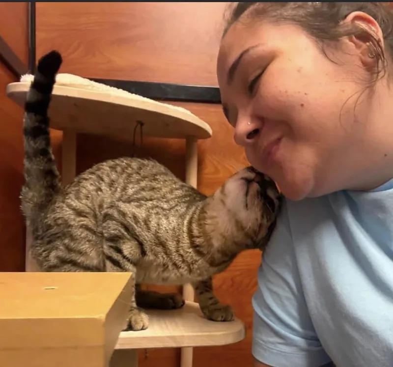 A young medium-sized female Tabby (Brown / Chocolate) Domestic Short Hair cat named Maddie for adoption in Long Beach, NY