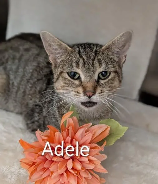 An adult medium-sized female Tabby (Gray / Blue / Silver) Domestic Short Hair cat named Adele for adoption in Flint, MI