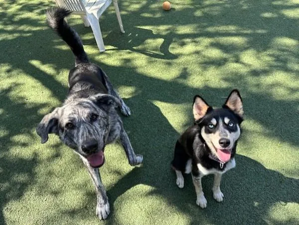 An adult large-sized male Dutch Shepherd dog named Miller for adoption in Oceanside, CA
