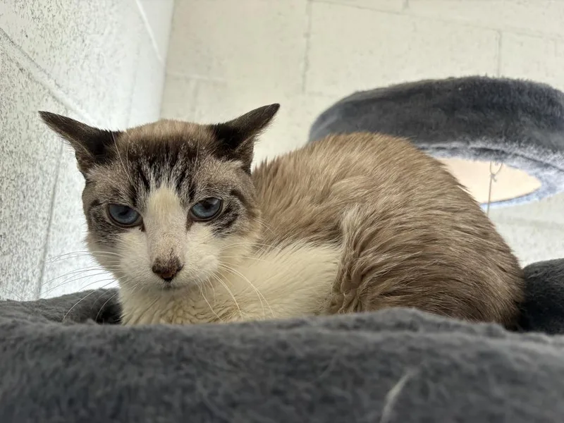 A senior medium-sized female Siamese cat named Zara for adoption in Ontario, CA
