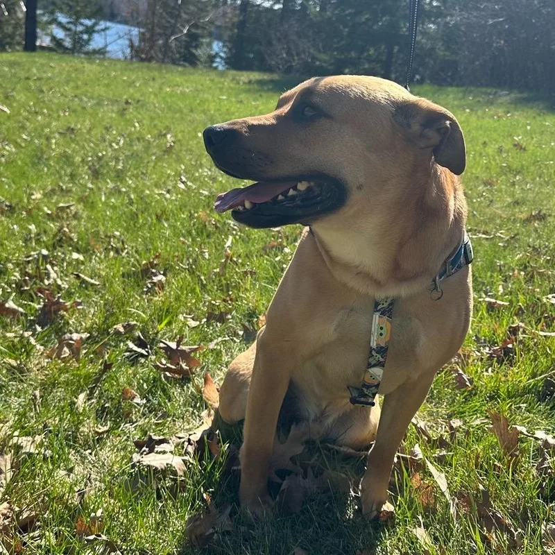 A young large-sized male Labrador Retriever dog named Buster for adoption in Grand Rapids, MN