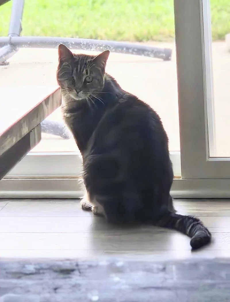 A young medium-sized female Brown / Chocolate Tabby cat named Uno & Stella for adoption in Maryville, TN