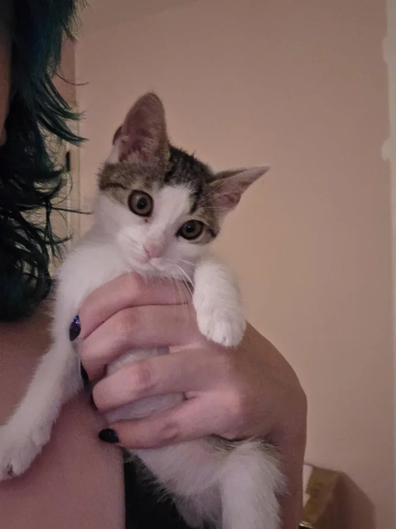 A baby medium-sized female Domestic Short Hair cat named Nduja for adoption in Trenton, NJ