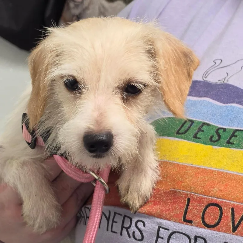 A young small-sized female White / Cream Mixed Breed dog named Snowdrop for adoption in Troy, IL