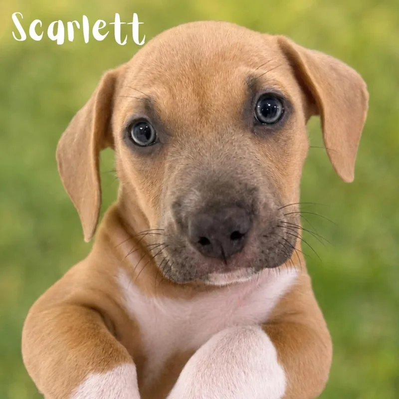 A baby medium-sized female Pit Bull Terrier dog named Scarlett for adoption in Saint Petersburg, FL