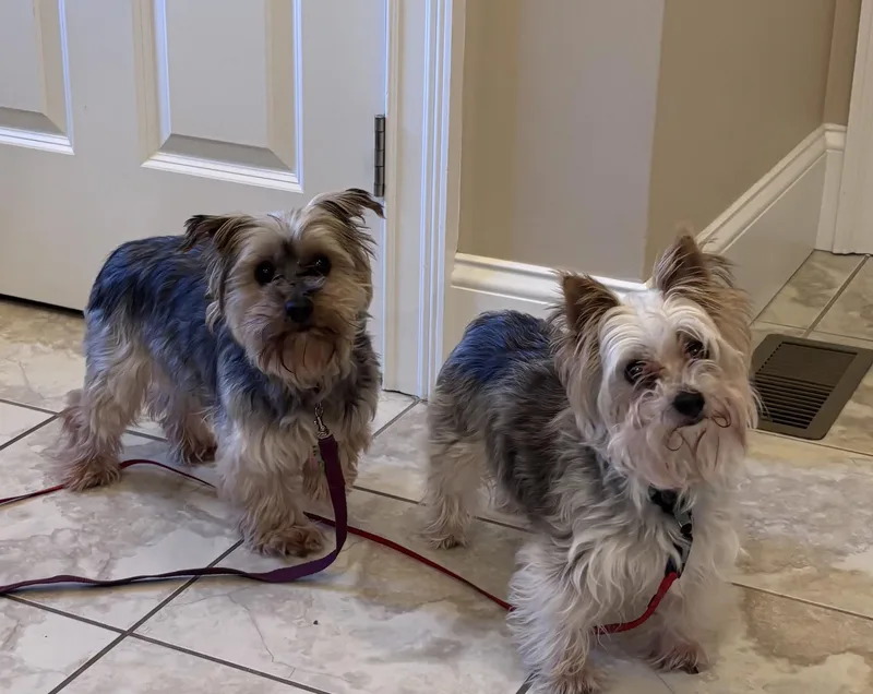 Roxy And Zoey thumbnail 3
