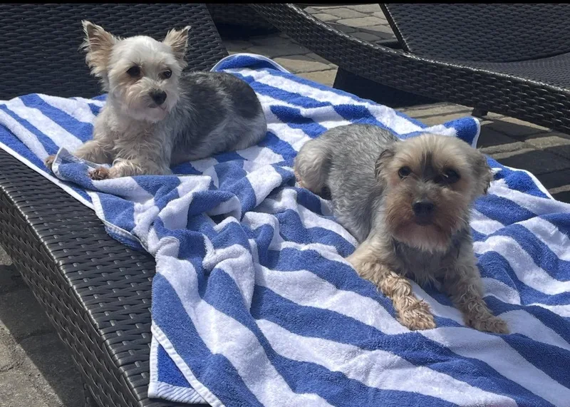 Roxy And Zoey thumbnail 6