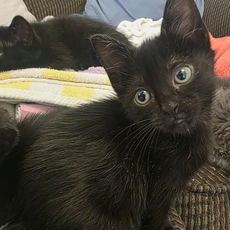 A baby small-sized female Black Domestic Short Hair cat named Obsidia for adoption in Layton, UT