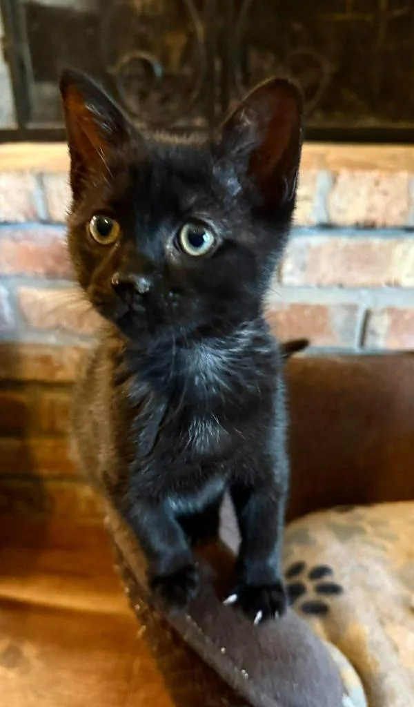 A baby small-sized male Domestic Short Hair cat named Earthworm Von Doom for adoption in Sebastian, FL