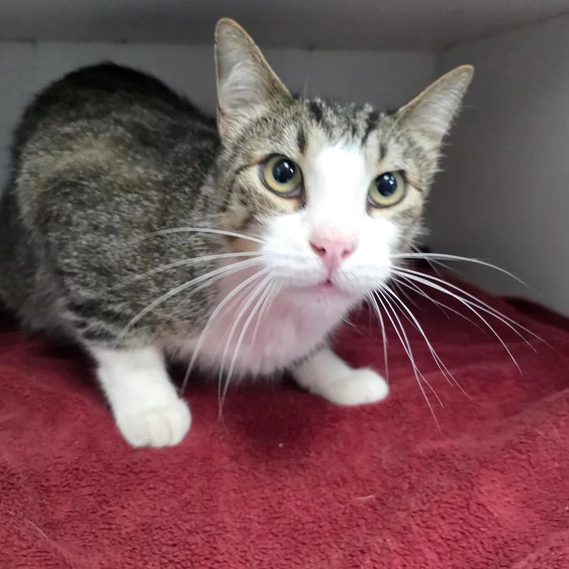 An adult large-sized male Domestic Short Hair cat named Big Mac for adoption in Duncan, OK