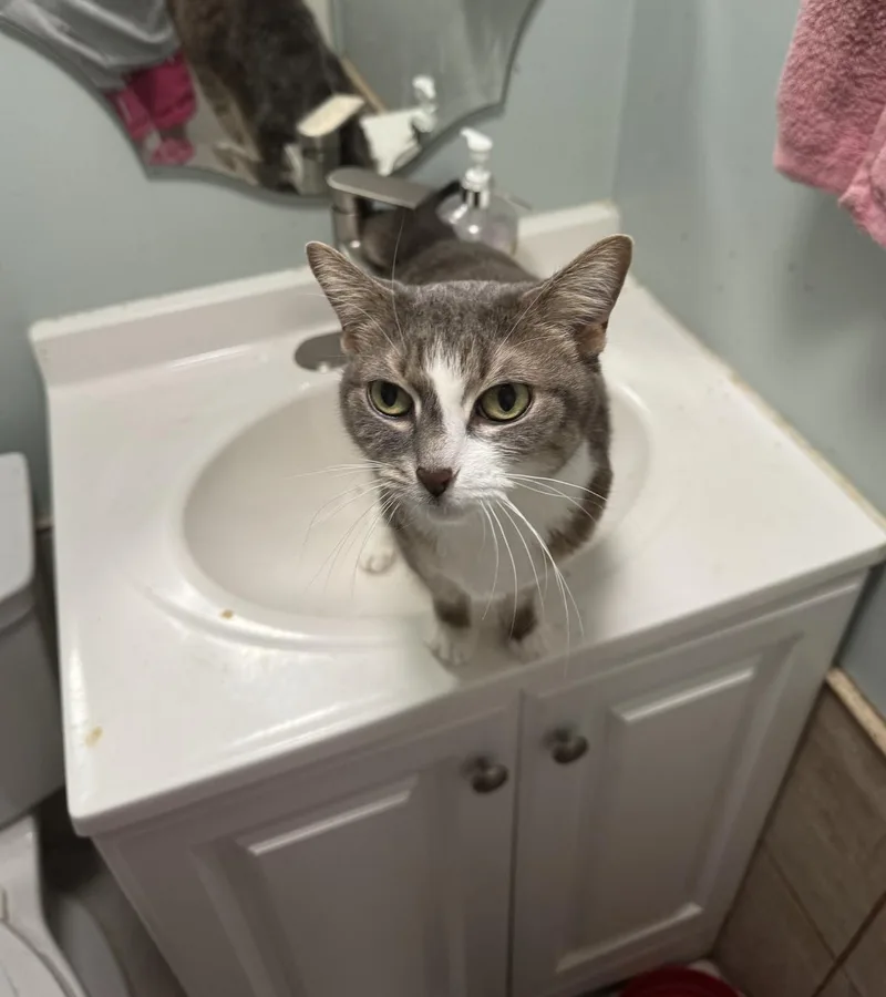 An adult medium-sized female Gray & White Domestic Short Hair cat named Rocket for adoption in Wheaton, IL