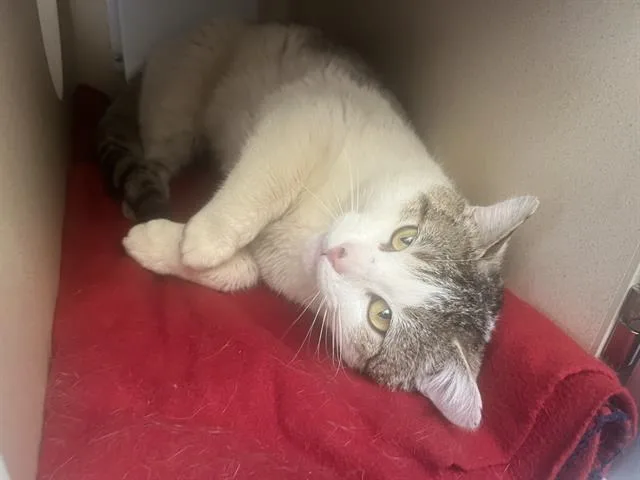 An adult small-sized male Domestic Short Hair cat named Nero for adoption in Denver, CO