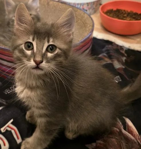 A baby medium-sized male Tabby (Gray / Blue / Silver) Domestic Medium Hair cat named Vox for adoption in Liverpool, TX