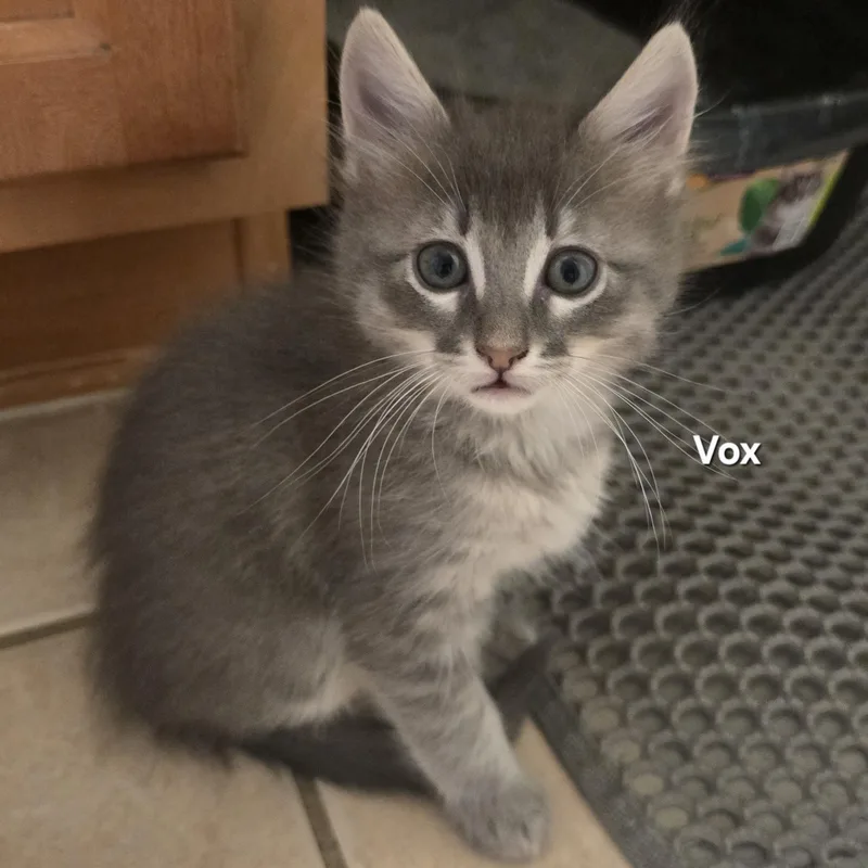 Vox thumbnail 3