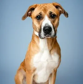 An adult large-sized female Mixed Breed dog named Abigail for adoption in Cincinnati, OH