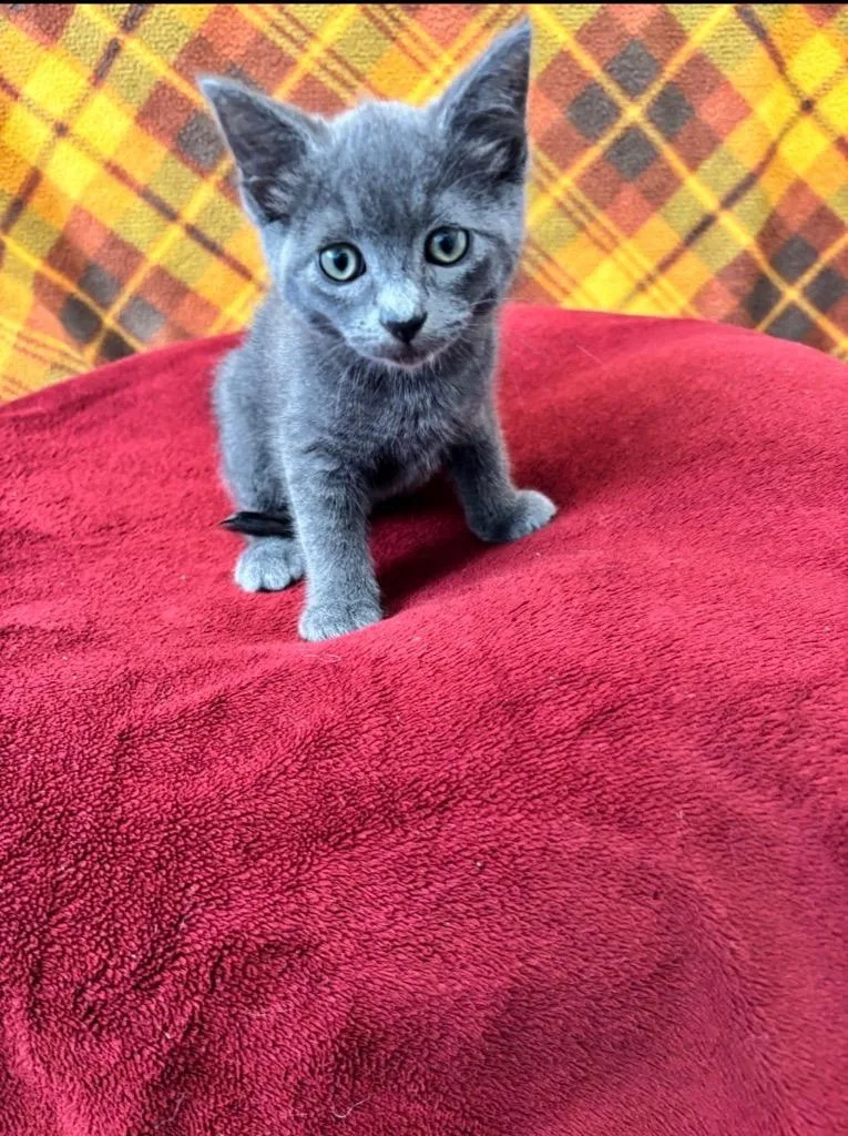 A baby small-sized female Domestic Short Hair cat named Dolly for adoption in Brookings, OR