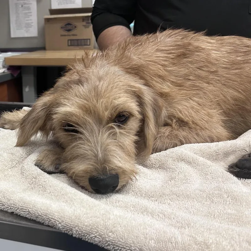 A young medium-sized male Golden Retriever dog named Peyton for adoption in Yuma, AZ